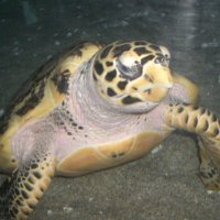 Otmar Simma (@otmarsimma) 's Twitter Profile