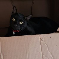 NoK (@nok36173178) 's Twitter Profile