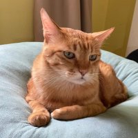 苹 (@einping) 's Twitter Profile Photo