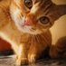 zabaione (@mikamaiscedinho) Twitter profile photo zabaione (@mikamaiscedinho) Twitter profile photo