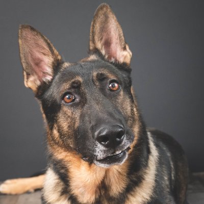 ❤ Welcome to the 🐶 #GermanShepherd 🐶 Lovers Community!
🌐 Dive into our WEB-STORE ⬇
🎁 Find amazing gifts 🎁 for yourself, your family, and friends