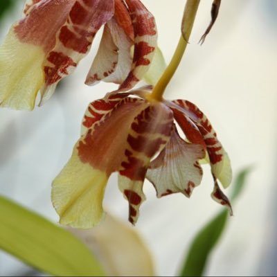 housebrew's profile picture. 