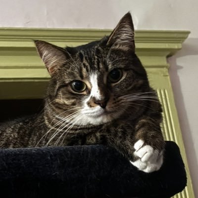 iyellowjello's profile picture. I eat sand but only sometimes