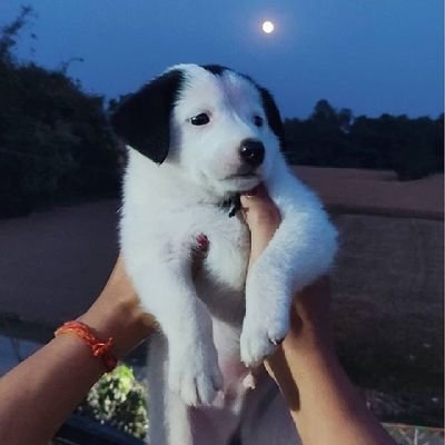 BajwaShrey98558's profile picture. The key is to keep company with people who uplift you, whose presence calls forth your best.