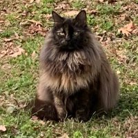 Friskykitty (@chas_colli40235) 's Twitter Profile