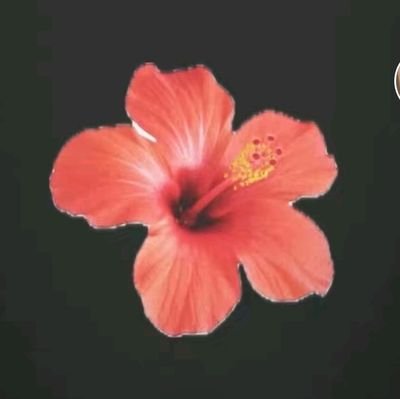 alinnaanan's profile picture. Bin pevers