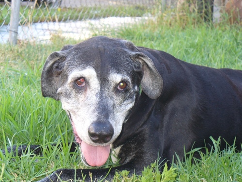 MeguiarTheGhost's profile picture. Haunting #DTLA after returning from over the rainbow bridge. I haven't had physical form since 2007 (@RANTG1 has my ashes in a box on a shelf) #AdoptDontShop