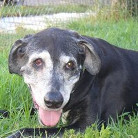 Meguiar Dog (@meguiartheghost) 's Twitter Profile