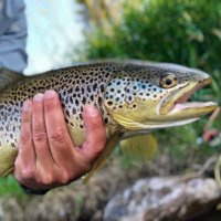 PaddyB - Mountain Junkie, Fish Bum. (@troutwhispers) 's Twitter Profile Photo PaddyB - Mountain Junkie, Fish Bum. (@troutwhispers) 's Twitter Profile Photo