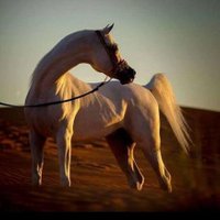 عماد العلياني (@asqw1101) 's Twitter Profile