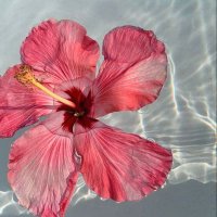 Zümra 🌺 (@leynakarkc) 's Twitter Profile