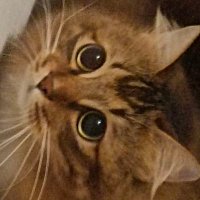 一干 (@zhuohai_) 's Twitter Profile Photo