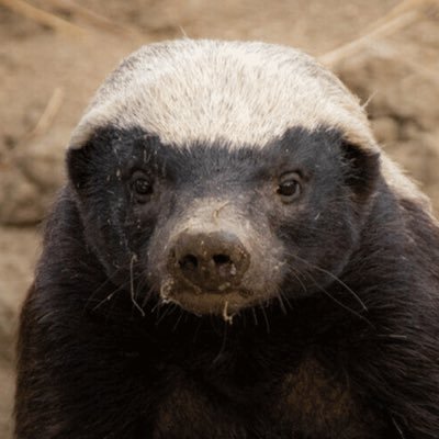 gayyturd's profile picture. 