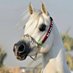 زهرة الكادي (@salm1644) Twitter profile photo زهرة الكادي (@salm1644) Twitter profile photo