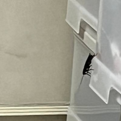 SeNzYu19's profile picture. @Kilix_86