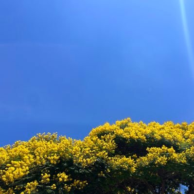 DidiVAyron's profile picture. 