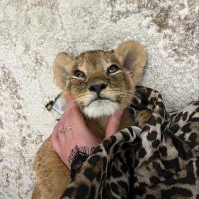 7iullll's profile picture. يوليو | ٢٠٠٦ مَ