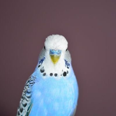 NibbolsMudgie's profile picture. nost