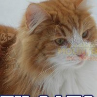 Key-cats (@k0key1) 's Twitter Profile