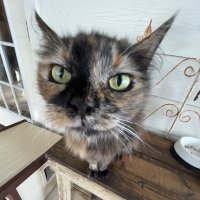 Soleil! (@pureeofsoleil) 's Twitter Profile