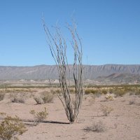 Trans-Pecos (@thetranspecos) 's Twitter Profile
