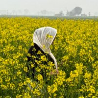 ਤੀਰ ਕੌਰ (@kaurteer) 's Twitter Profile