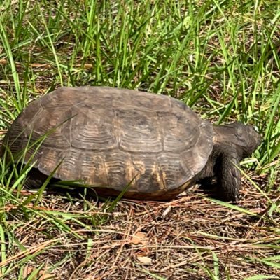 Prob_Brandon's profile picture. Hello, Welcome to my profile!