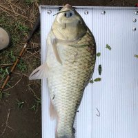 旧川の釣り人 (@kyukawanoturi) 's Twitter Profile