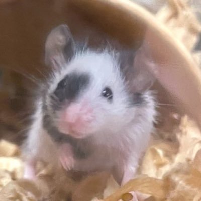 ゆきりさんのプロフィール画像