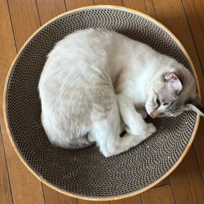 cmt_spy50's profile picture. 202307新生SPYAIR✨　新たな気持ちで体力の続く限りハコ推し♪/相変わらずどうでもいいこと呟いて子供らに呆れられるover50