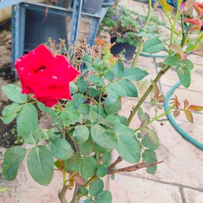 Srijunfuer's profile picture. เก็บไว้นะรอยยิ้มของตัวเอง อย่าให้ใครขโมยไปbyJeffSatur