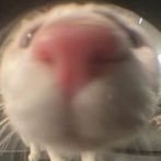 mrglwglwgl (@mrglwglwgl) 's Twitter Profile