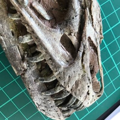 |福井県立大学 恐竜学部 URA|中国地質大学(北京)博士後期|古脊椎動物学|Japanese Paleontologist specializing in asian theropods|lecture at @TCA_ECO|China University of Geosciences (beijng)