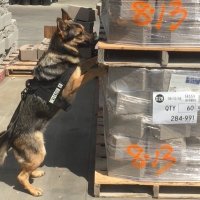 K9 Danka (@k9danka) 's Twitter Profile Photo K9 Danka (@k9danka) 's Twitter Profile Photo