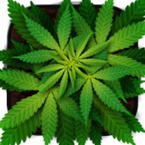 MaryYao310459's profile picture. All about healthy, natural CBD, CDT Terpene related, Welcome to follow!