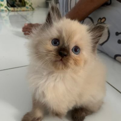 siap menggosongkan harimu || dikelola mbabu dan masbu || tungcu, mamak amoy, om carlo, om mozza, tante upi, tante gempi, tante evelyn, mbah zen, goku.