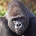 The Naked Ape 🦍 (@czarlinskigreg) Twitter profile photo