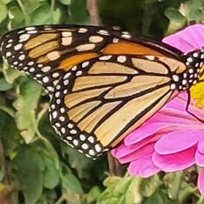 ZarZel1970's profile picture. Go hogs!! WPS. Please no DMs.