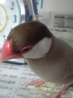文鳥と暮らしていました、今はただのビール好きの生き物好き。