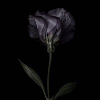 ☽ (@intercosmicgirl) 's Twitter Profile Photo ☽ (@intercosmicgirl) 's Twitter Profile Photo