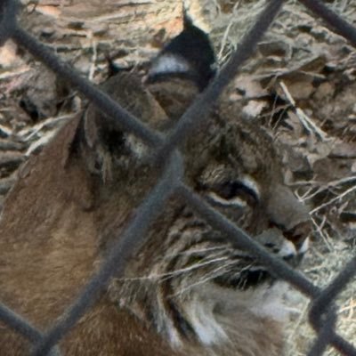 purplee333's profile picture. 18 ↑ ENG/한국어 Busy With School