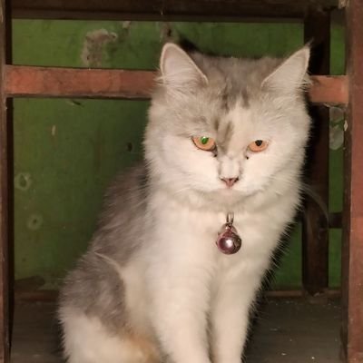 Kunfayakun mu