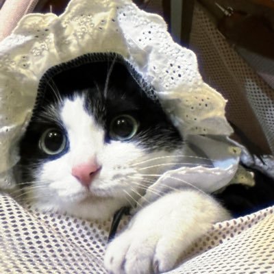 xiysh559's profile picture. 