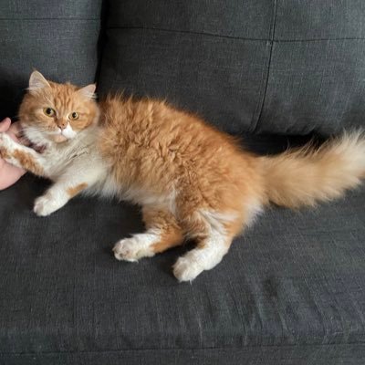 bomegyi1994's profile picture. I am an Avive Citizen https://t.co/QePe0HAD99