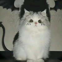 happy🌈 (@step_hanier) 's Twitter Profile