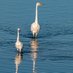 Lee Girdlestone (@birdinglee) Twitter profile photo
