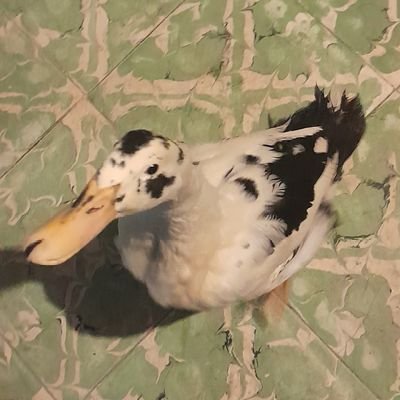 cinnamon_b_oy's profile picture. hola yo kiero muxho a Soobin y a Kai de TXT