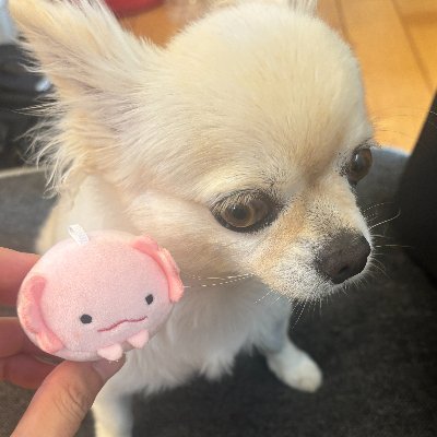 kerochannelt's profile picture. 2024年も継続成長する男、ケイローです。
無借金の男です（←車のローンは省く）

中国語検定4級持ちです！

ケイローの日常をよろしくお願い致します。
https://t.co/4OUo92yePH 

お仕事のご依頼はチャンネルからよろしくお願い致します。