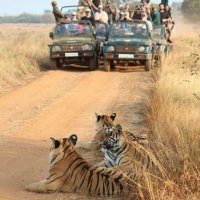 TADOBAWILDLIFE ( ताडोबा व्याघ्र प्रकल्प ) (@tadobawildlife) 's Twitter Profile