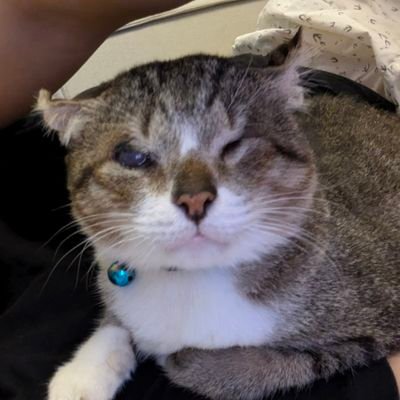 ocboovang's profile picture. 
